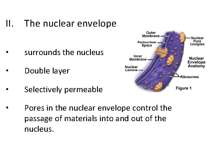 II. The nuclear envelope • surrounds the nucleus • Double layer • Selectively permeable