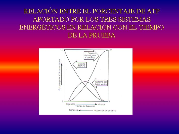 RELACIÓN ENTRE EL PORCENTAJE DE ATP APORTADO POR LOS TRES SISTEMAS ENERGÉTICOS EN RELACIÓN