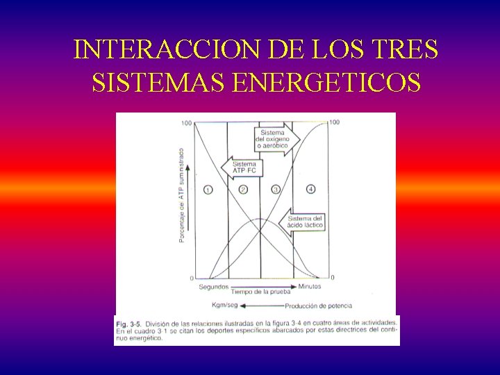 INTERACCION DE LOS TRES SISTEMAS ENERGETICOS 