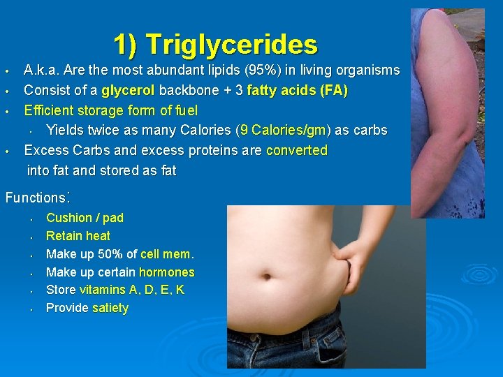 1) Triglycerides • • A. k. a. Are the most abundant lipids (95%) in