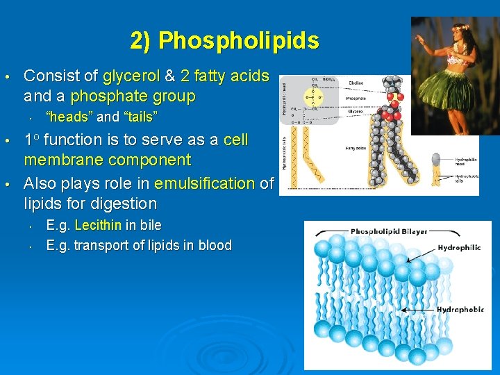 2) Phospholipids • Consist of glycerol & 2 fatty acids and a phosphate group