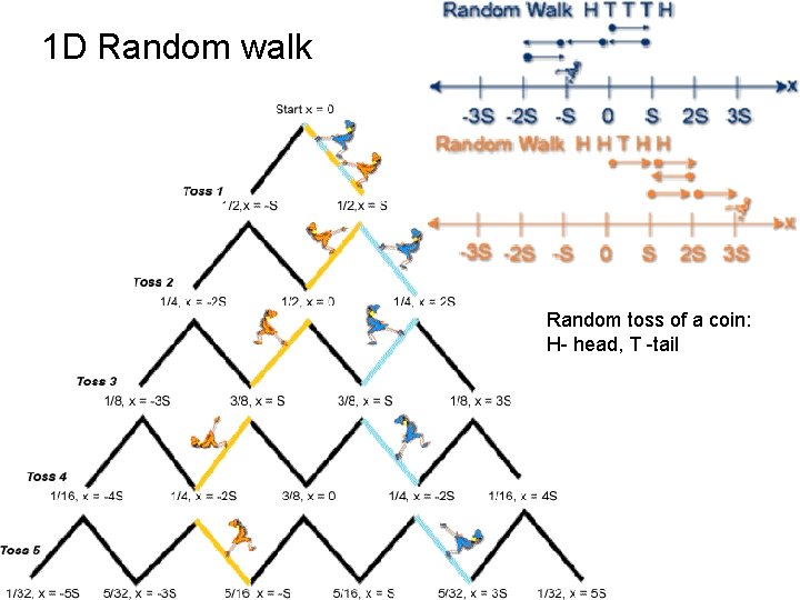 1 D Random walk Random toss of a coin: H- head, T -tail 