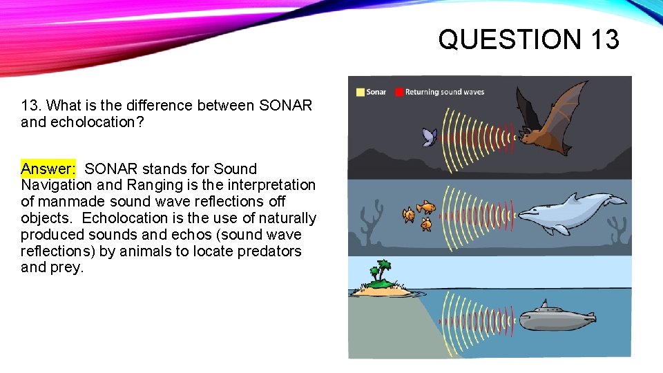 QUESTION 13 13. What is the difference between SONAR and echolocation? Answer: SONAR stands