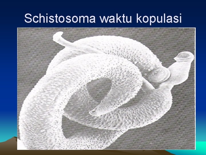 Schistosoma waktu kopulasi 