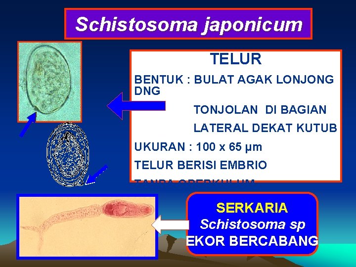 Schistosoma japonicum TELUR BENTUK : BULAT AGAK LONJONG DNG TONJOLAN DI BAGIAN LATERAL DEKAT