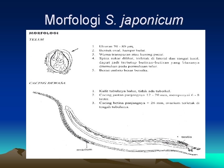 Morfologi S. japonicum 