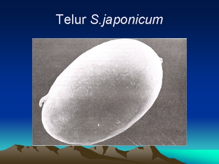 Telur S. japonicum 