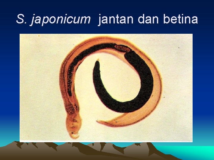 S. japonicum jantan dan betina 