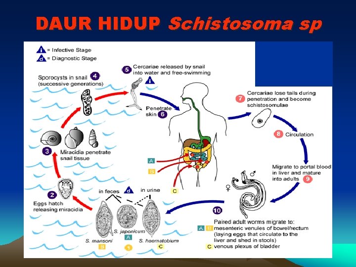 DAUR HIDUP Schistosoma sp 