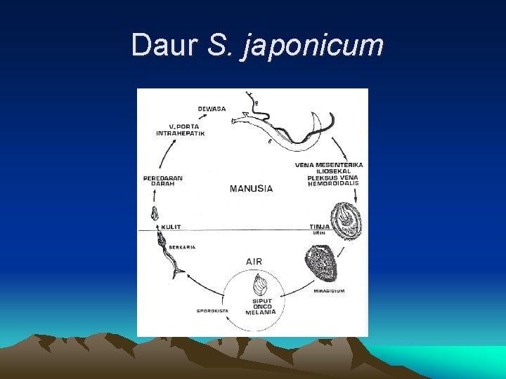 Daur S. japonicum 