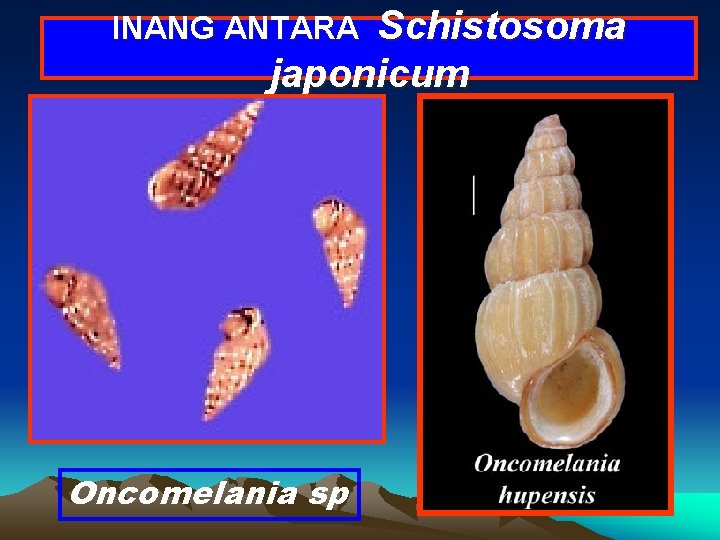 Schistosoma japonicum INANG ANTARA Oncomelania sp 