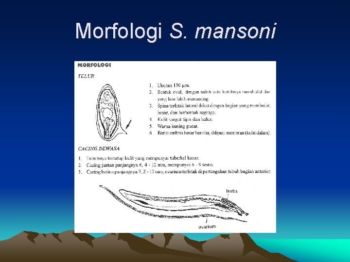Morfologi S. mansoni 