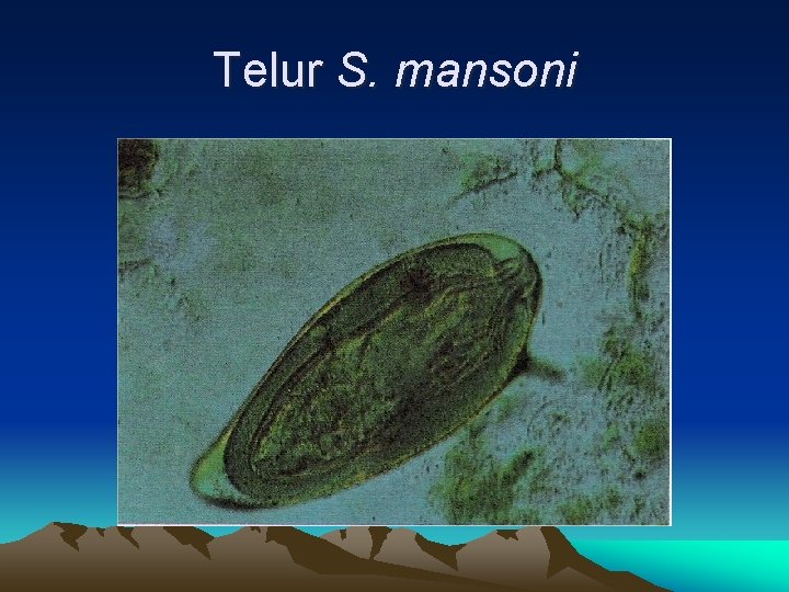 Telur S. mansoni 
