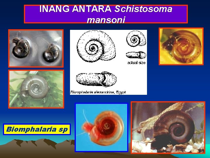 INANG ANTARA Schistosoma mansoni Biomphalaria sp 