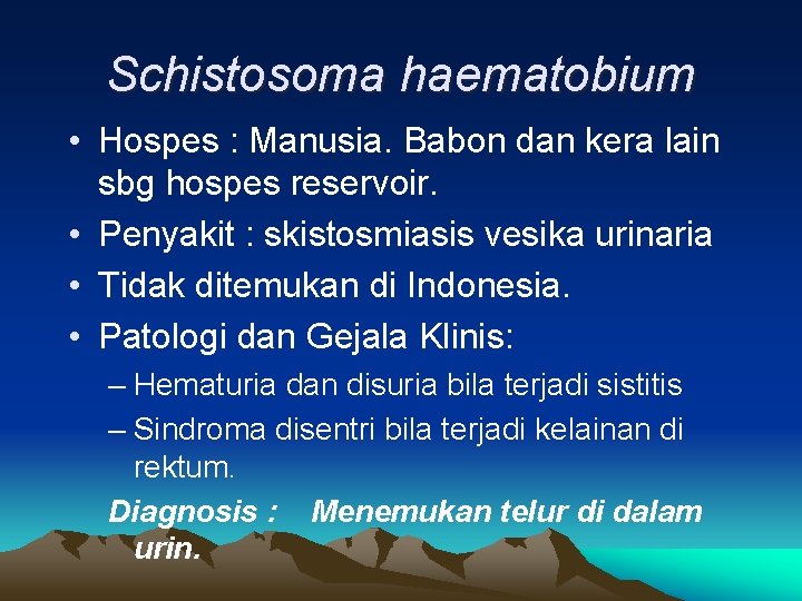 Schistosoma haematobium • Hospes : Manusia. Babon dan kera lain sbg hospes reservoir. •