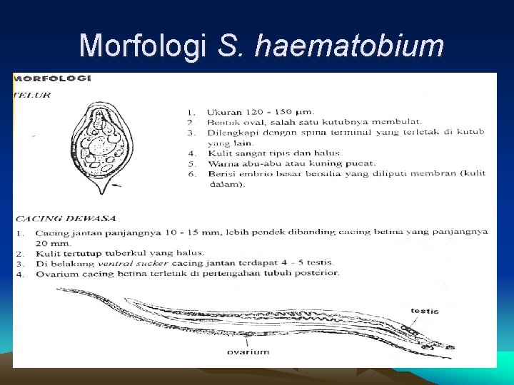 Morfologi S. haematobium 