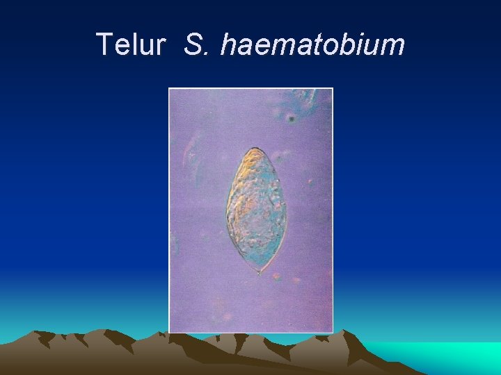 Telur S. haematobium 