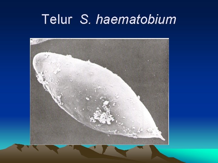 Telur S. haematobium 