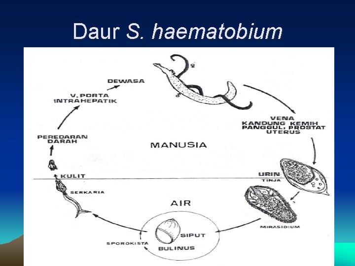 Daur S. haematobium 