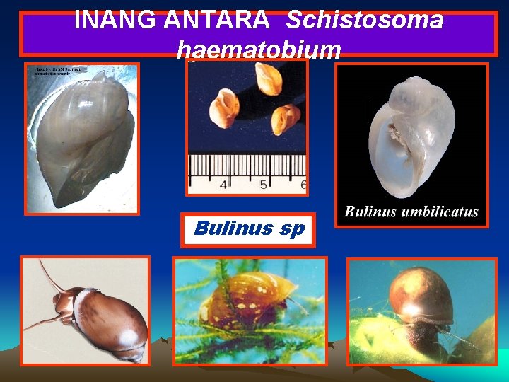 INANG ANTARA Schistosoma haematobium Bulinus sp 