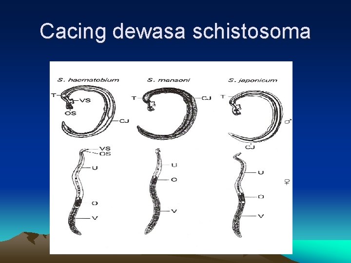 Cacing dewasa schistosoma 