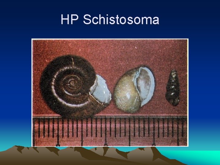 HP Schistosoma 