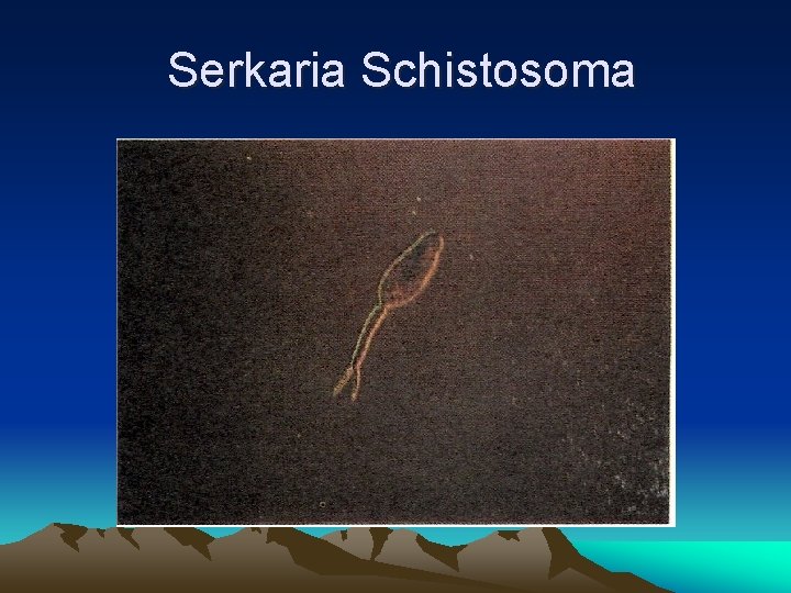 Serkaria Schistosoma 