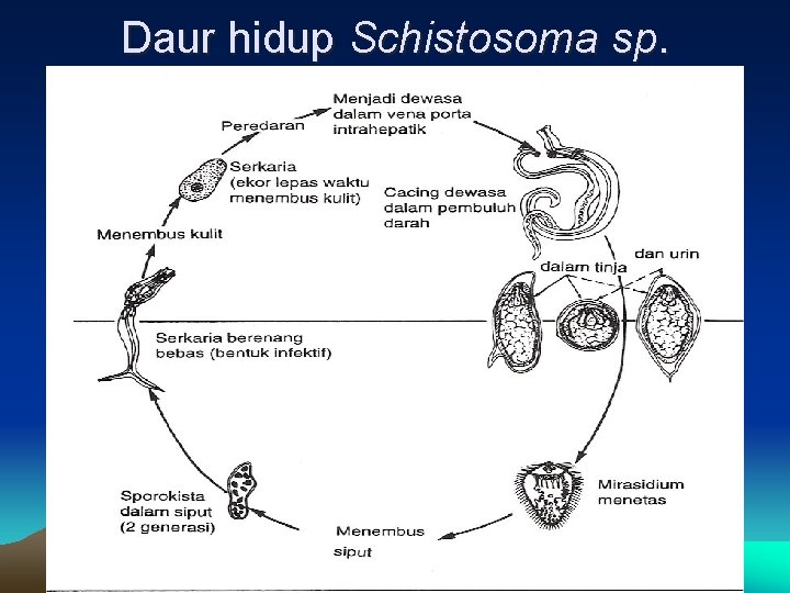 Daur hidup Schistosoma sp. 