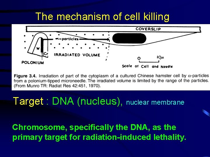 The mechanism of cell killing Target : DNA (nucleus), nuclear membrane Chromosome, specifically the