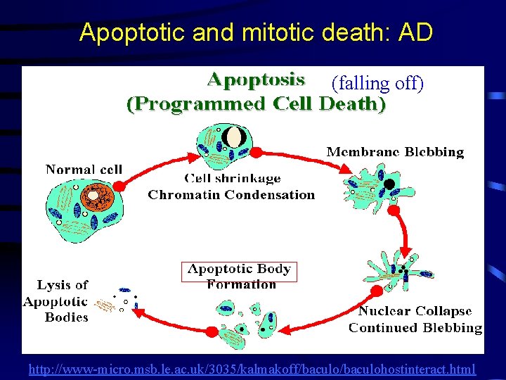 Apoptotic and mitotic death: AD (falling off) http: //www-micro. msb. le. ac. uk/3035/kalmakoff/baculohostinteract. html