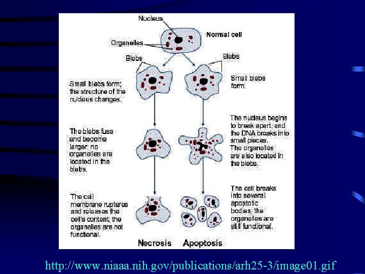 http: //www. niaaa. nih. gov/publications/arh 25 -3/image 01. gif 