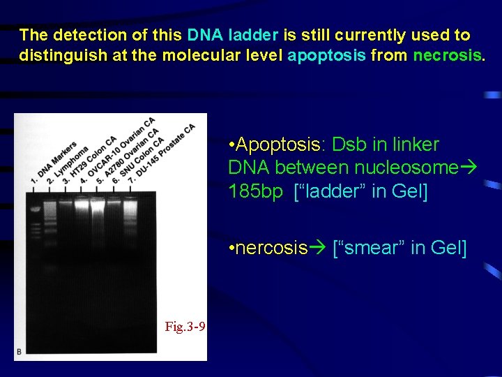 The detection of this DNA ladder is still currently used to distinguish at the