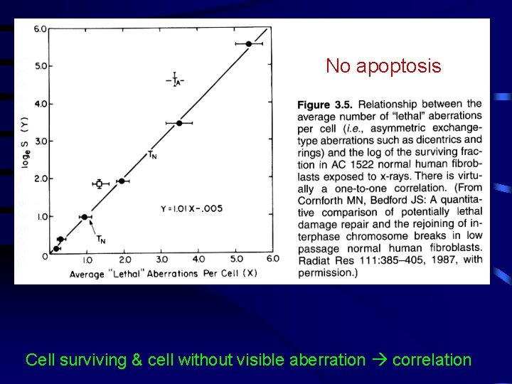 No apoptosis Cell surviving & cell without visible aberration correlation 
