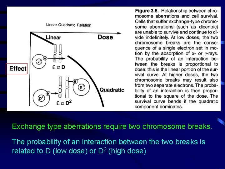 Exchange type aberrations require two chromosome breaks. The probability of an interaction between the