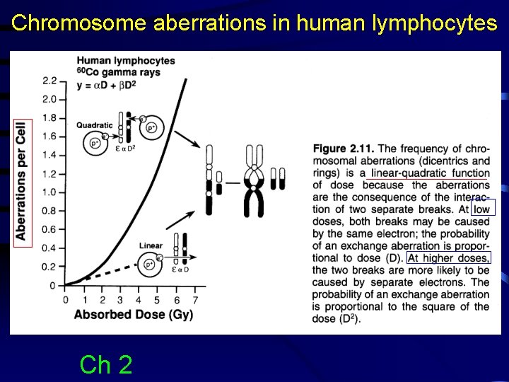 Chromosome aberrations in human lymphocytes Ch 2 
