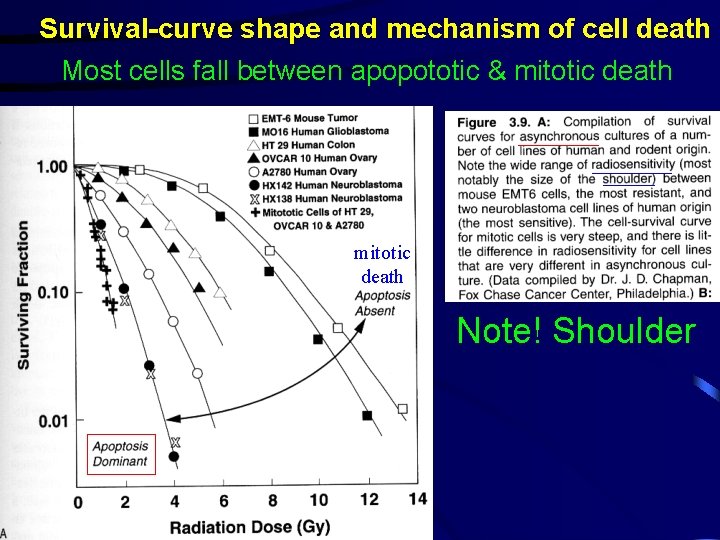 Survival-curve shape and mechanism of cell death Most cells fall between apopototic & mitotic