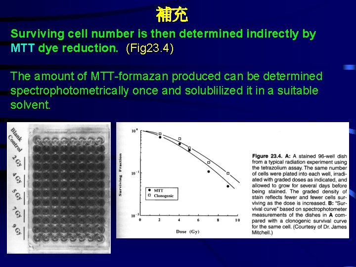 補充 Surviving cell number is then determined indirectly by MTT dye reduction. (Fig 23.
