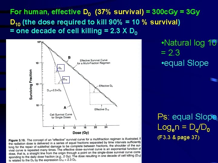 For human, effective D 0 (37% survival) = 300 c. Gy = 3 Gy