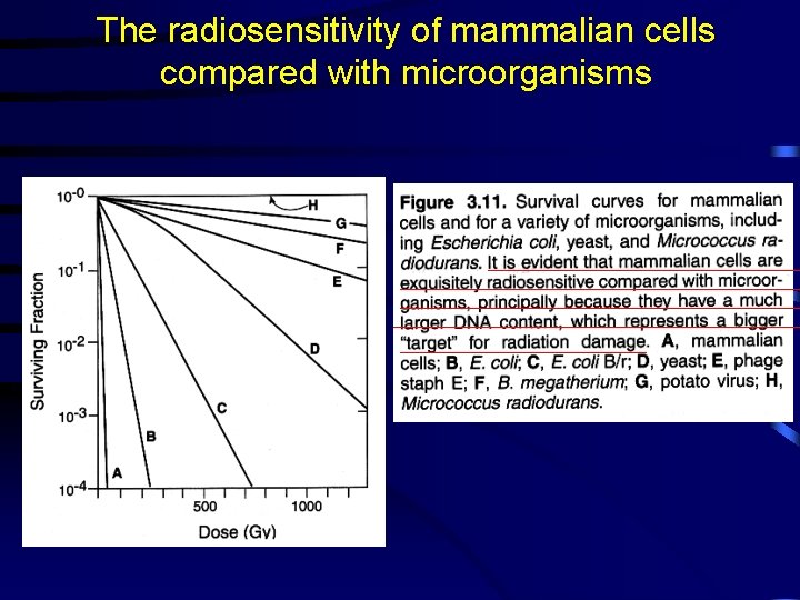 The radiosensitivity of mammalian cells compared with microorganisms 