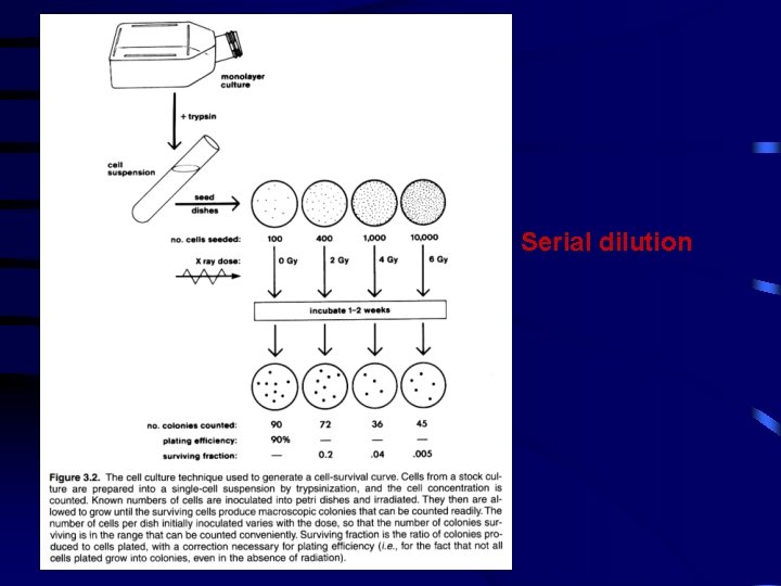 Serial dilution 