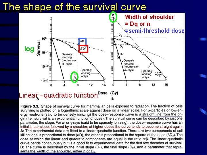 The shape of the survival curve Width of shoulder = Dq or n =semi-threshold