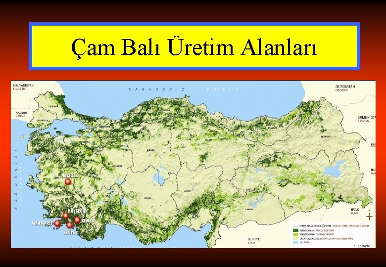 Çam Balı Üretim Alanları 