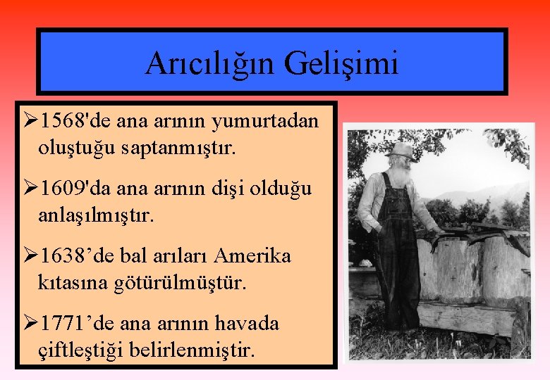 Arıcılığın Gelişimi Ø 1568'de ana arının yumurtadan oluştuğu saptanmıştır. Ø 1609'da ana arının dişi