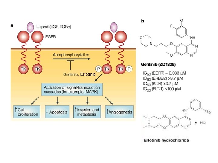 , Erlotinib 