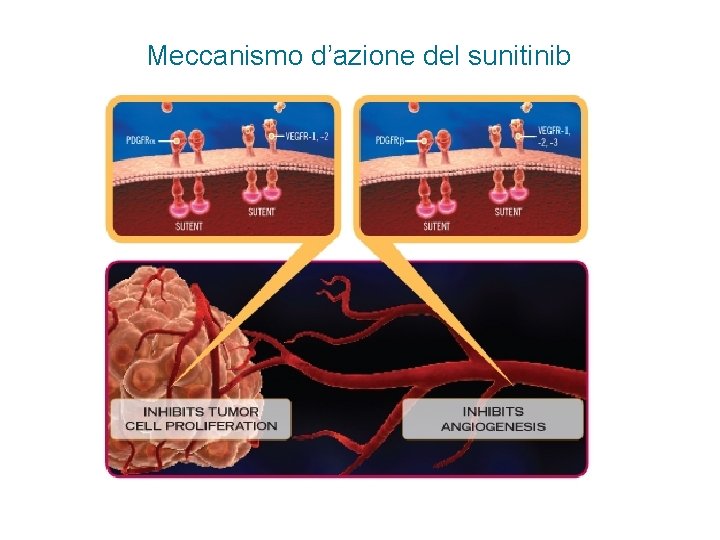 Meccanismo d’azione del sunitinib 