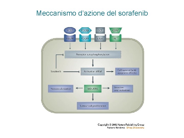 Meccanismo d’azione del sorafenib 