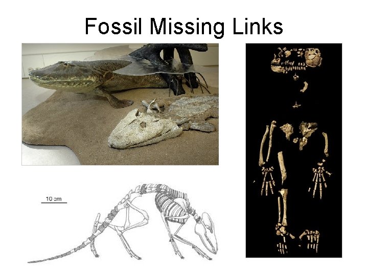 Fossil Missing Links 
