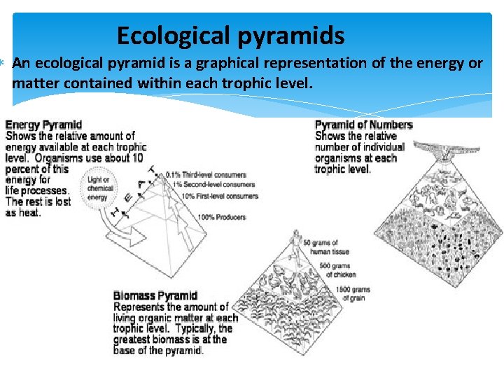 Ecological pyramids An ecological pyramid is a graphical representation of the energy or matter