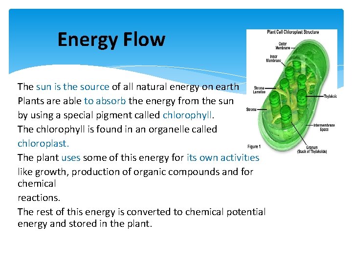 Energy Flow The sun is the source of all natural energy on earth Plants