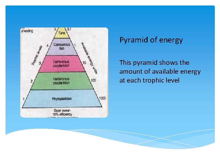 Pyramid of energy This pyramid shows the amount of available energy at each trophic